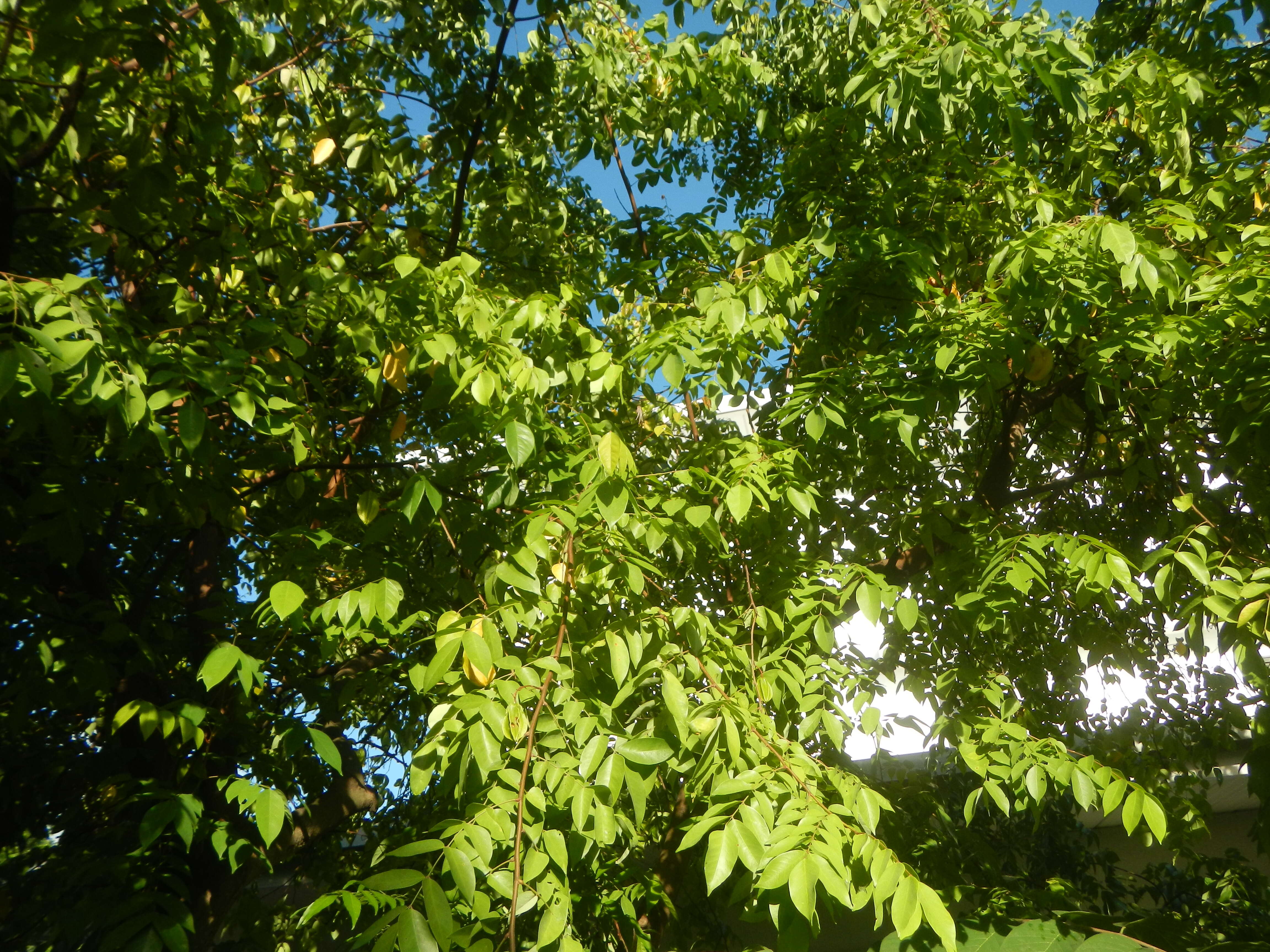 Image of carambola