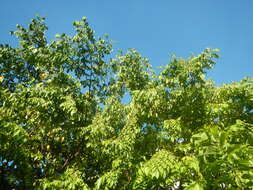 Image of carambola