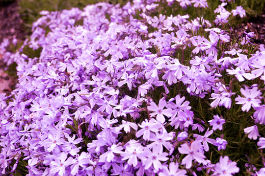 Image of moss phlox