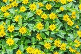 Image of Mexican creeping zinnia