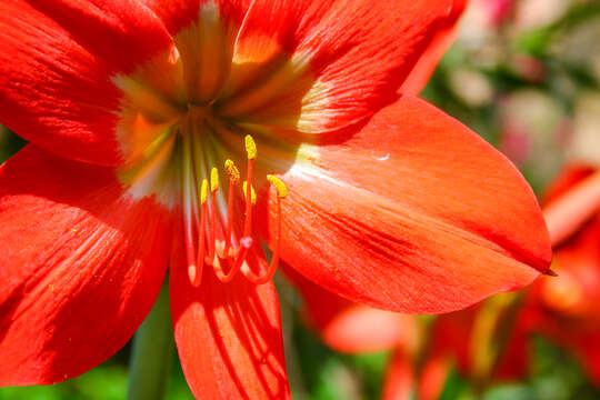 Image of striped Barbados lily