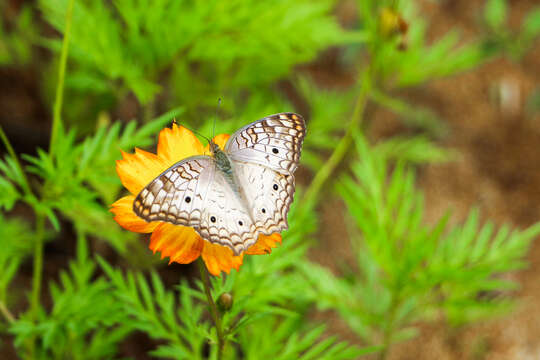 Image of White Peacock