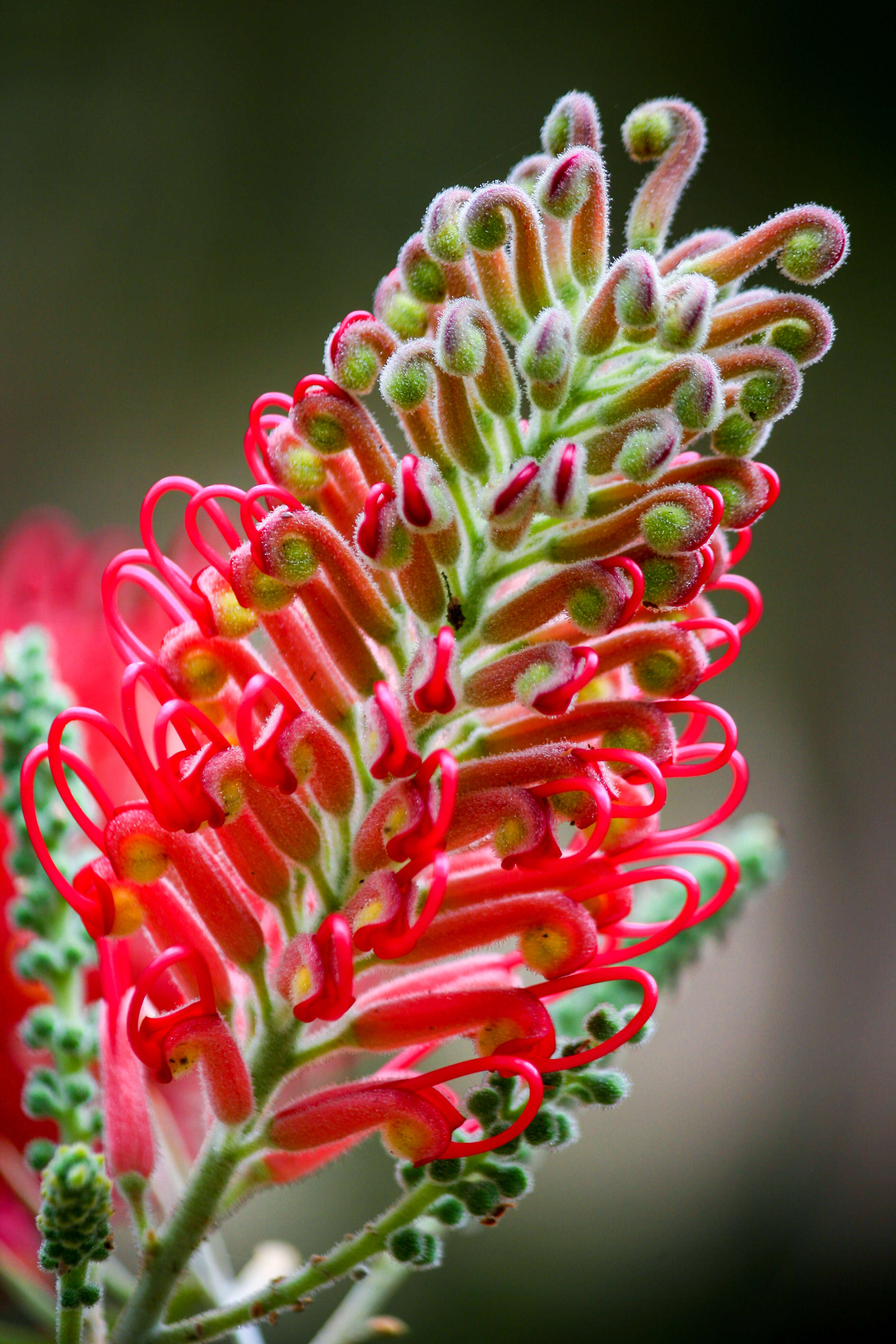 Imagem de Grevillea banksii R. Br.