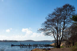 Image of European alder