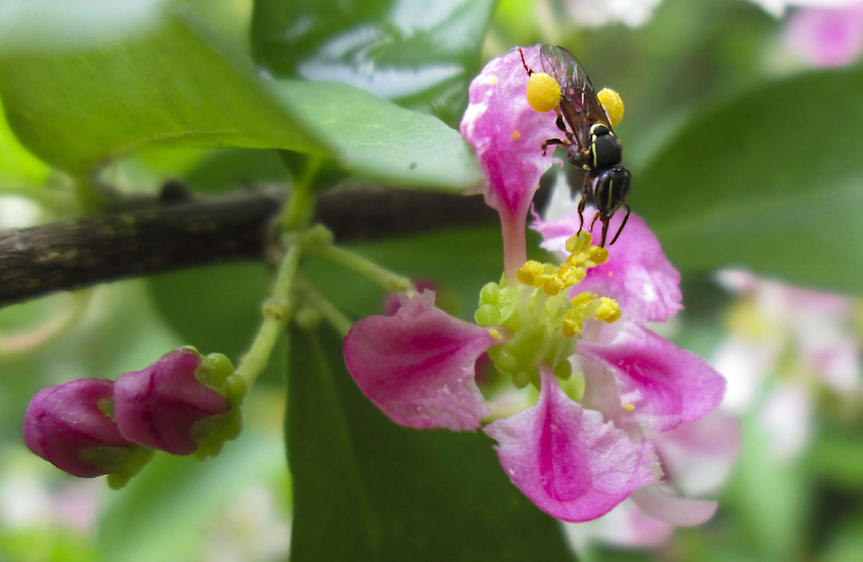 Imagem de Malpighia glabra L.