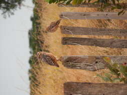 Image of Burrowing Owl