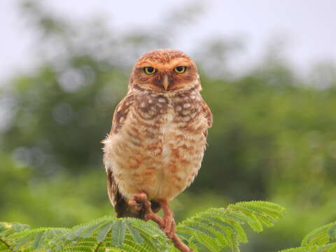 Image of Burrowing Owl