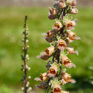 Слика од Digitalis ferruginea L.