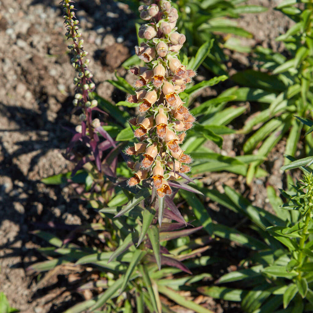 Слика од Digitalis ferruginea L.