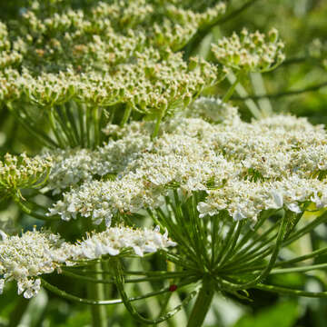 Image of Mantegazzi's Cow-Parsnip