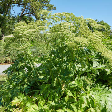 Image of Mantegazzi's Cow-Parsnip