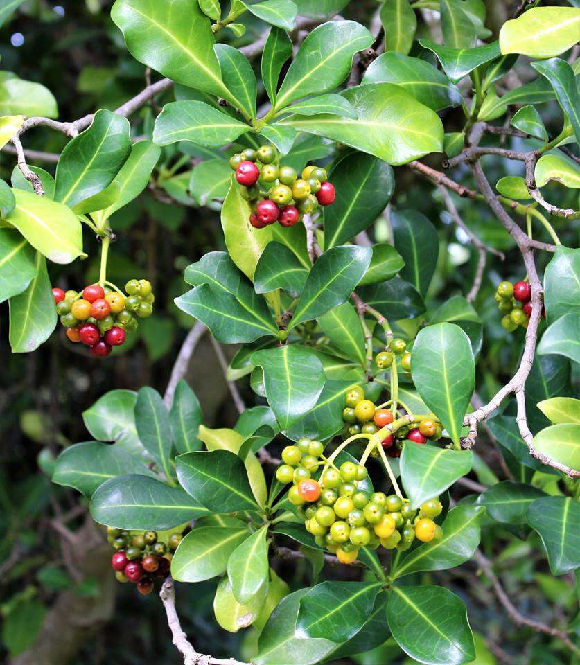 Plancia ëd Psychotria capensis (Eckl.) Vatke