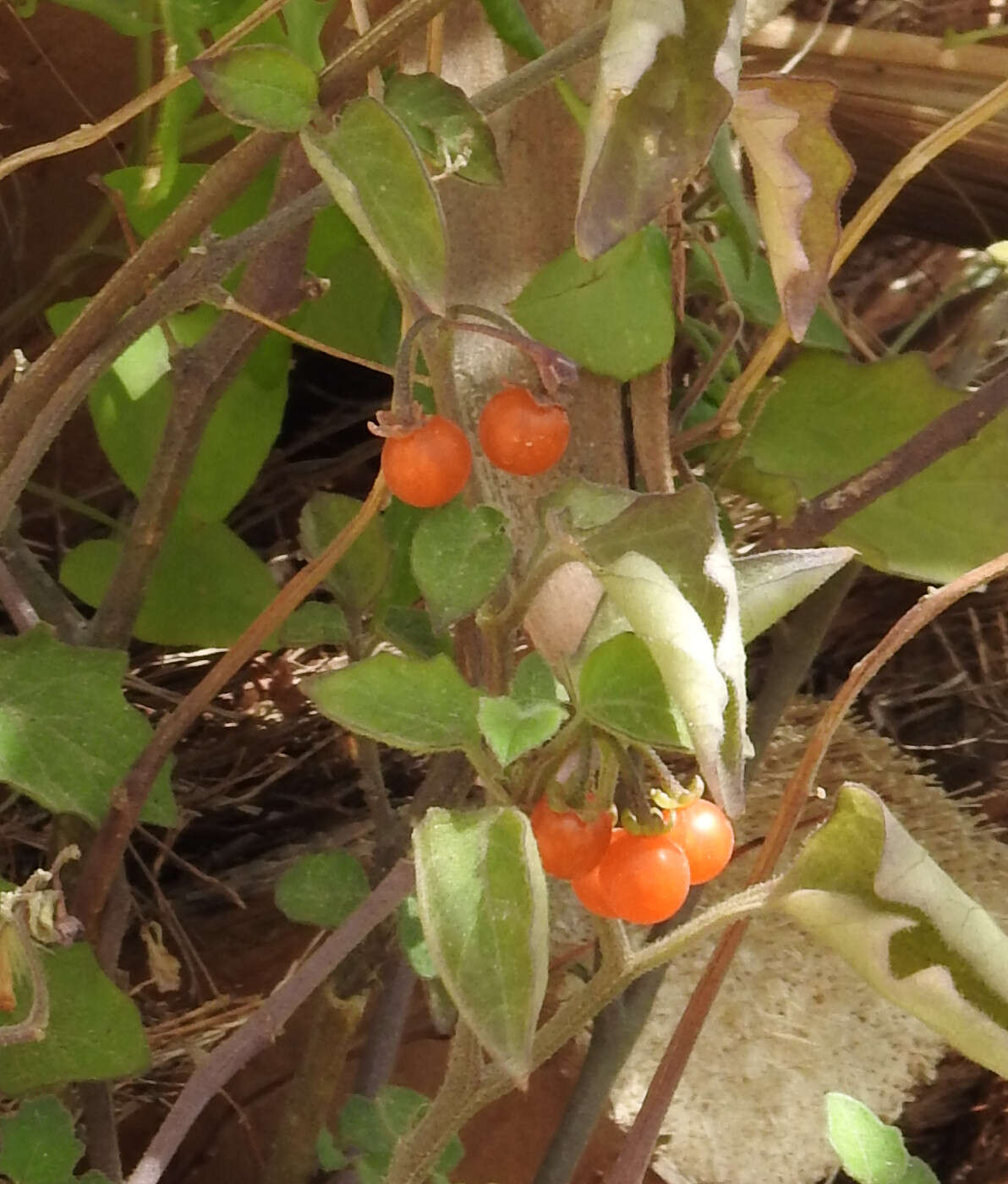 Image of hairy nightshade