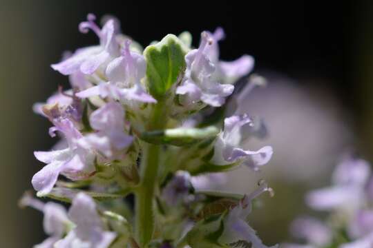 صورة Thymus citriodorus (Pers.) Schreb.