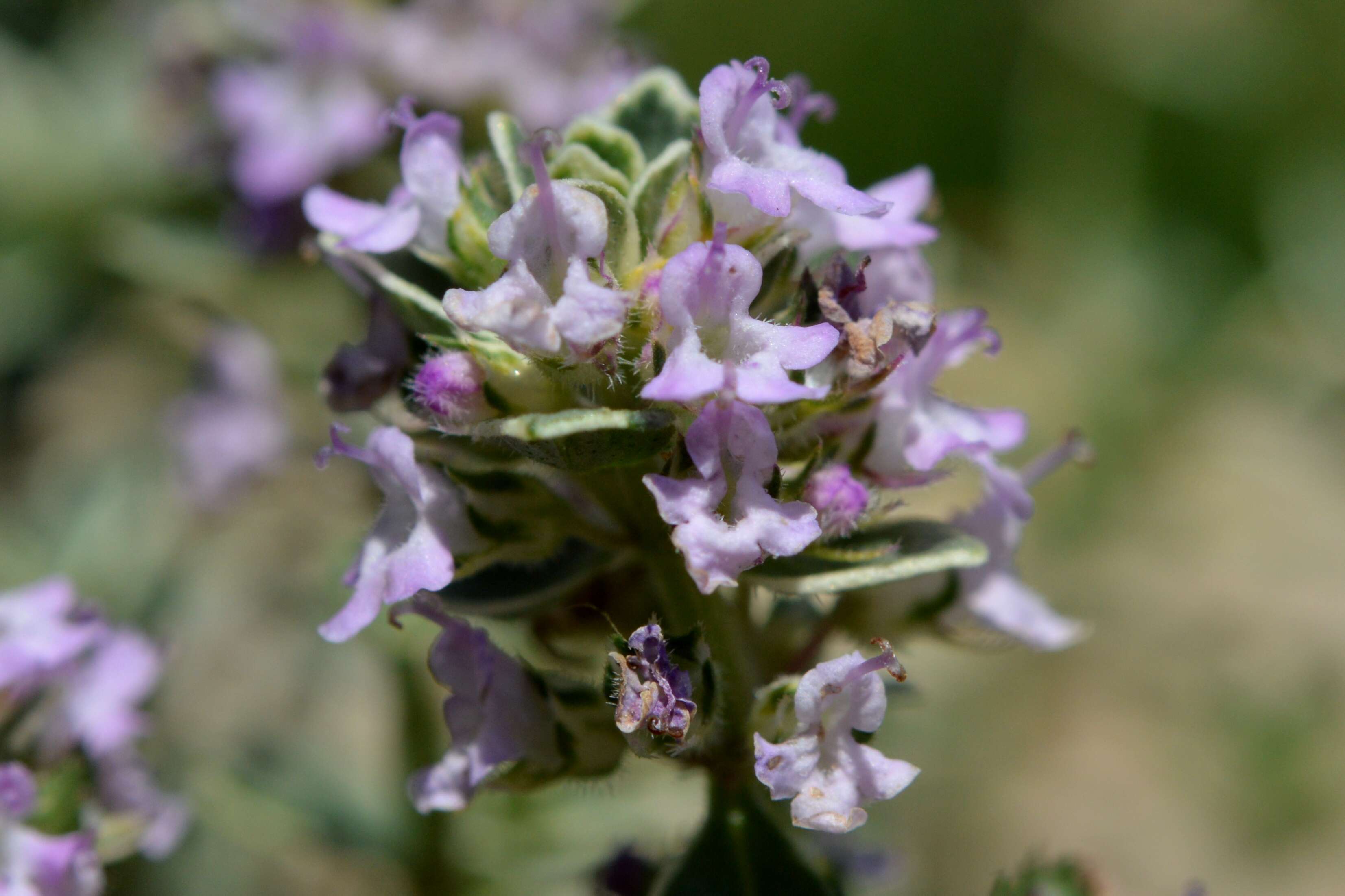 صورة Thymus citriodorus (Pers.) Schreb.