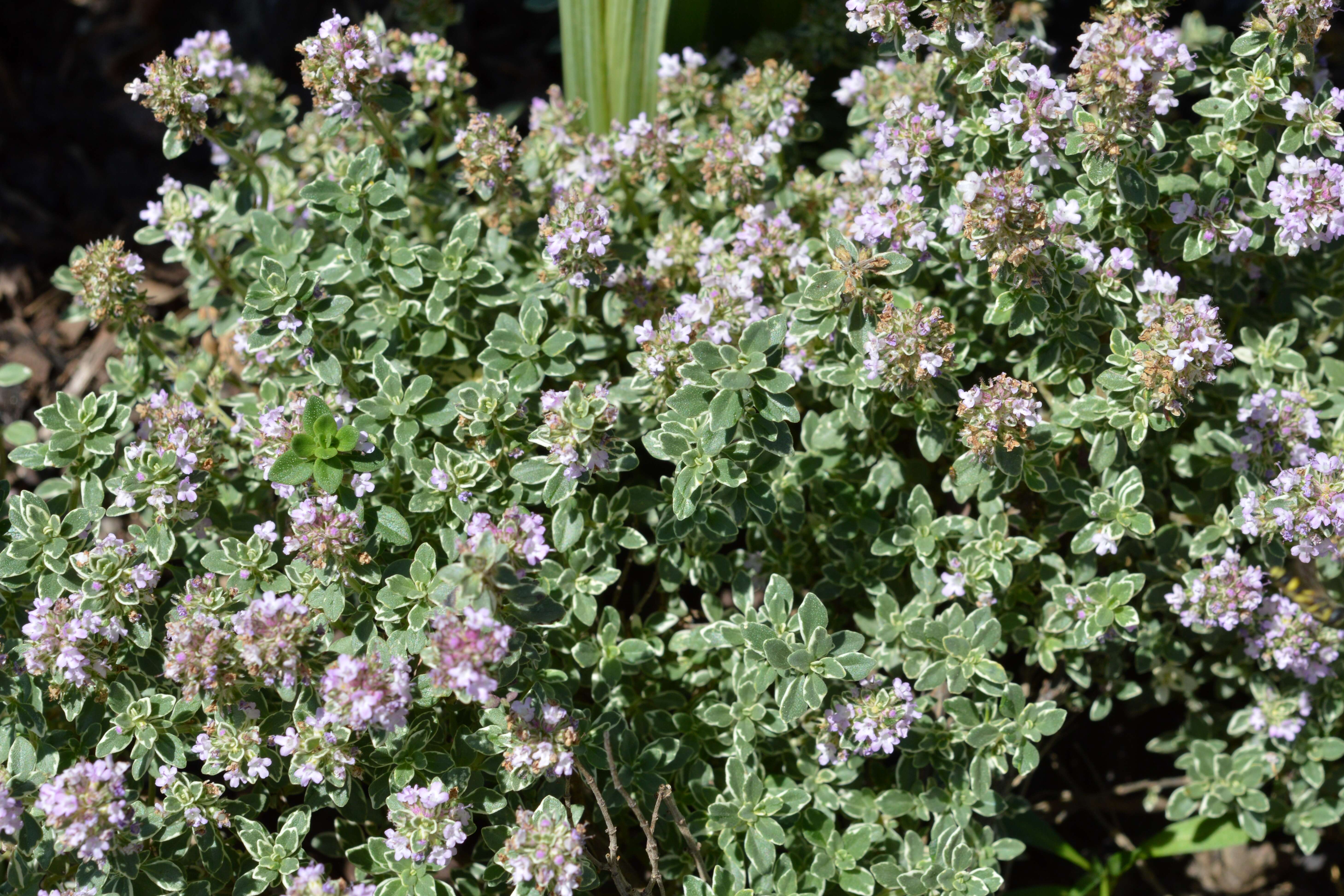 صورة Thymus citriodorus (Pers.) Schreb.