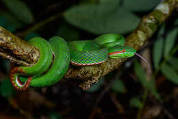 Image of Trimeresurus gumprechti David, Vogel, Pauwels & Vidal 2002