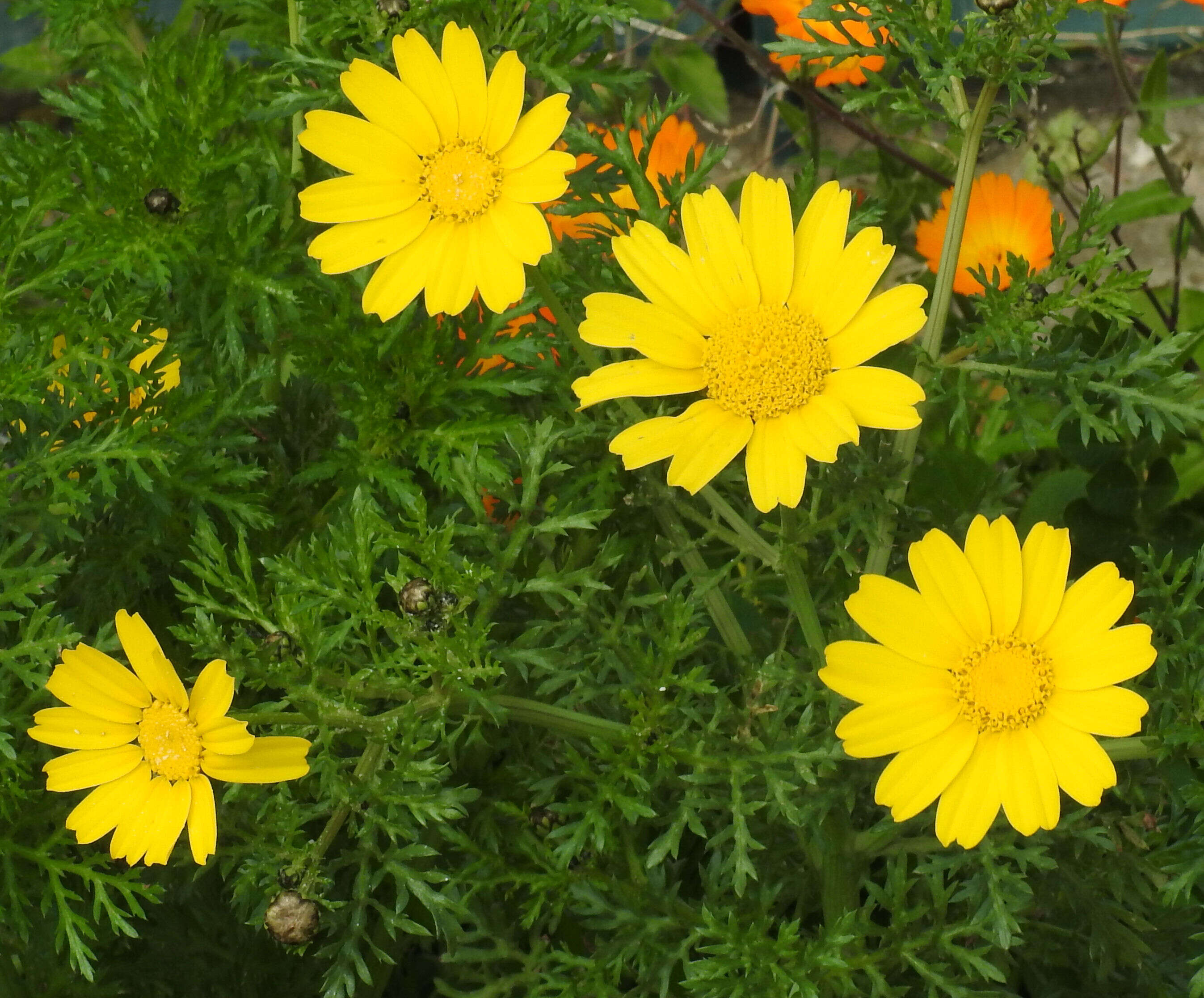 Слика од Glebionis coronaria (L.) N. N. Tzvel.