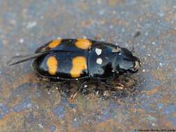 Image of Four-spotted Sap Beetle