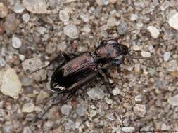 Image of Rough-necked Springtail-stalker