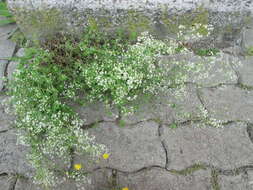 Image of White bedstraw