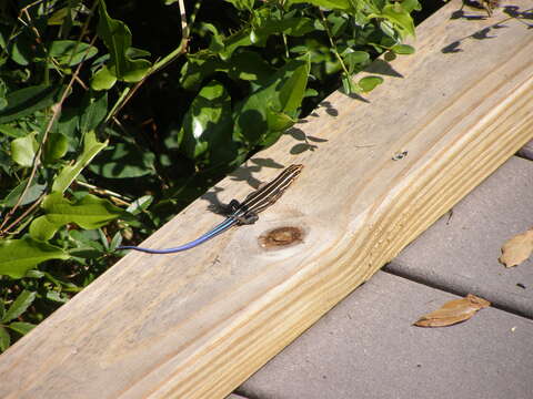 Image of Common Five-lined Skink