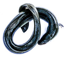 Image of European Eel