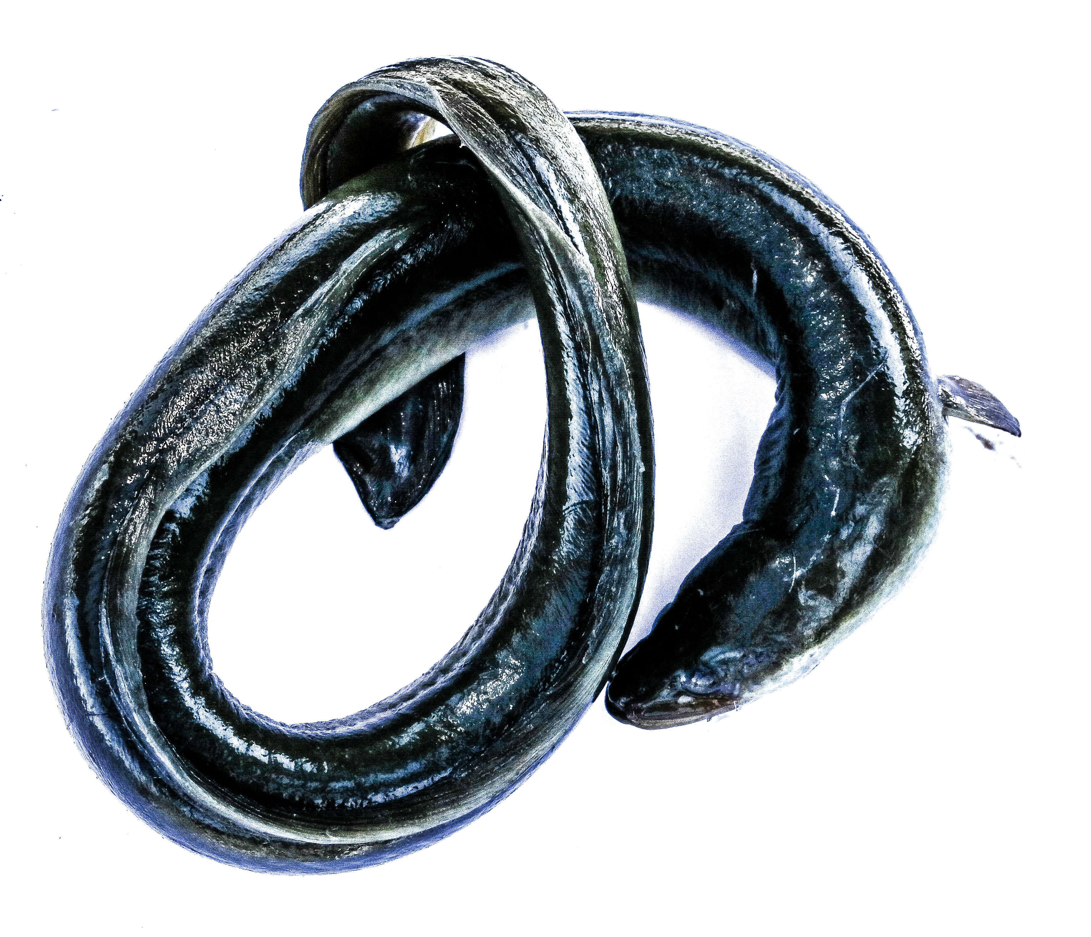 Image of European Eel