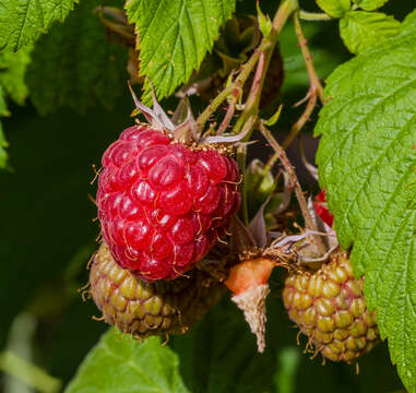 Image of Raspberry