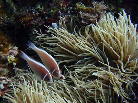 Image of sea anemones