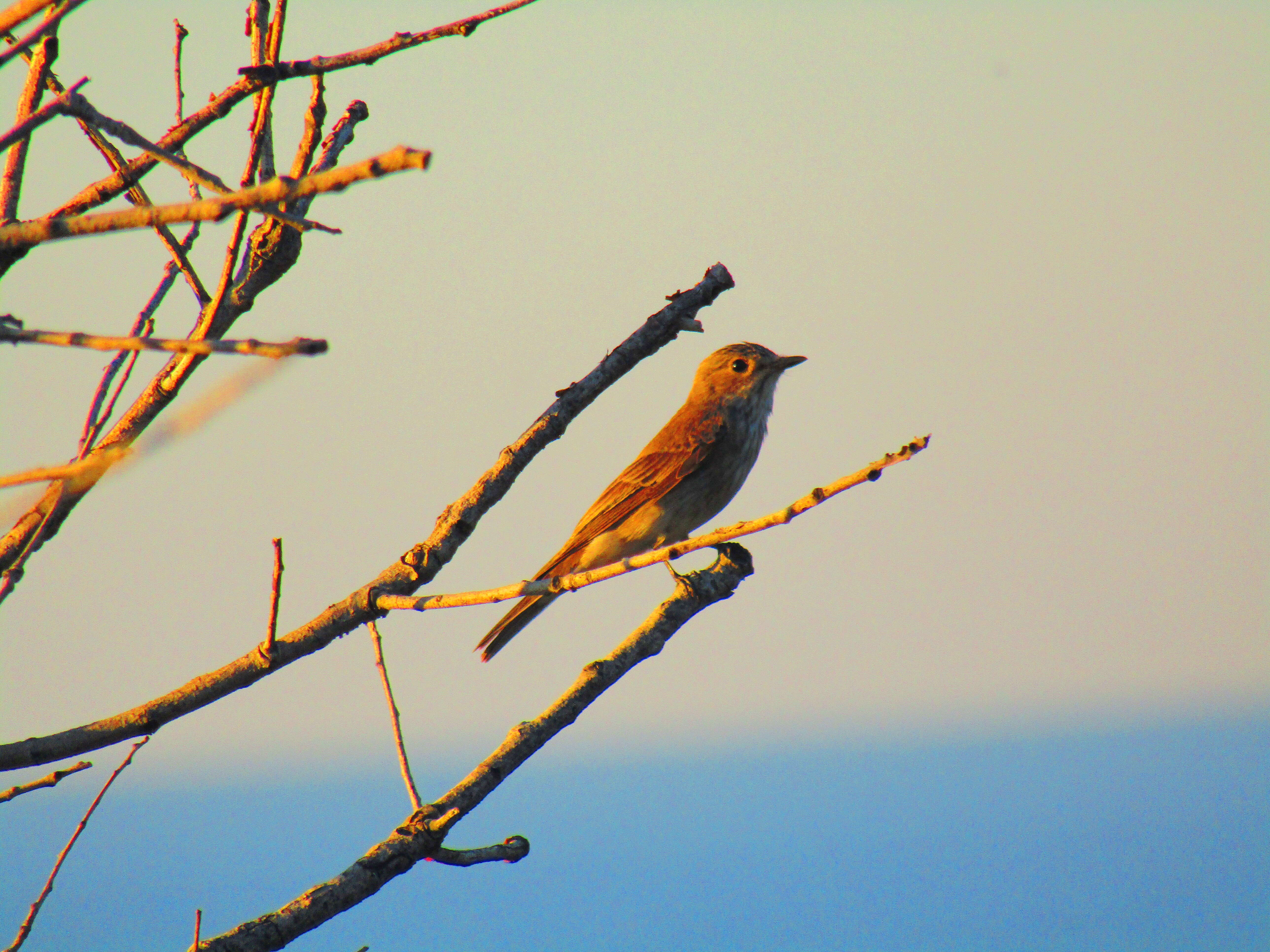 Image of Spotted Flycatcher