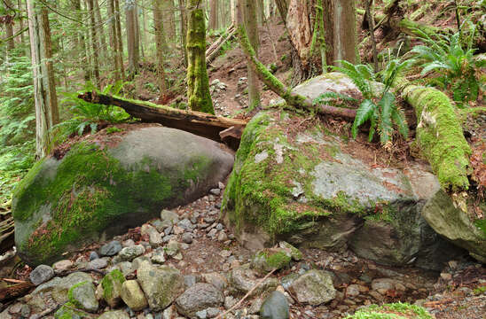 Image of western swordfern