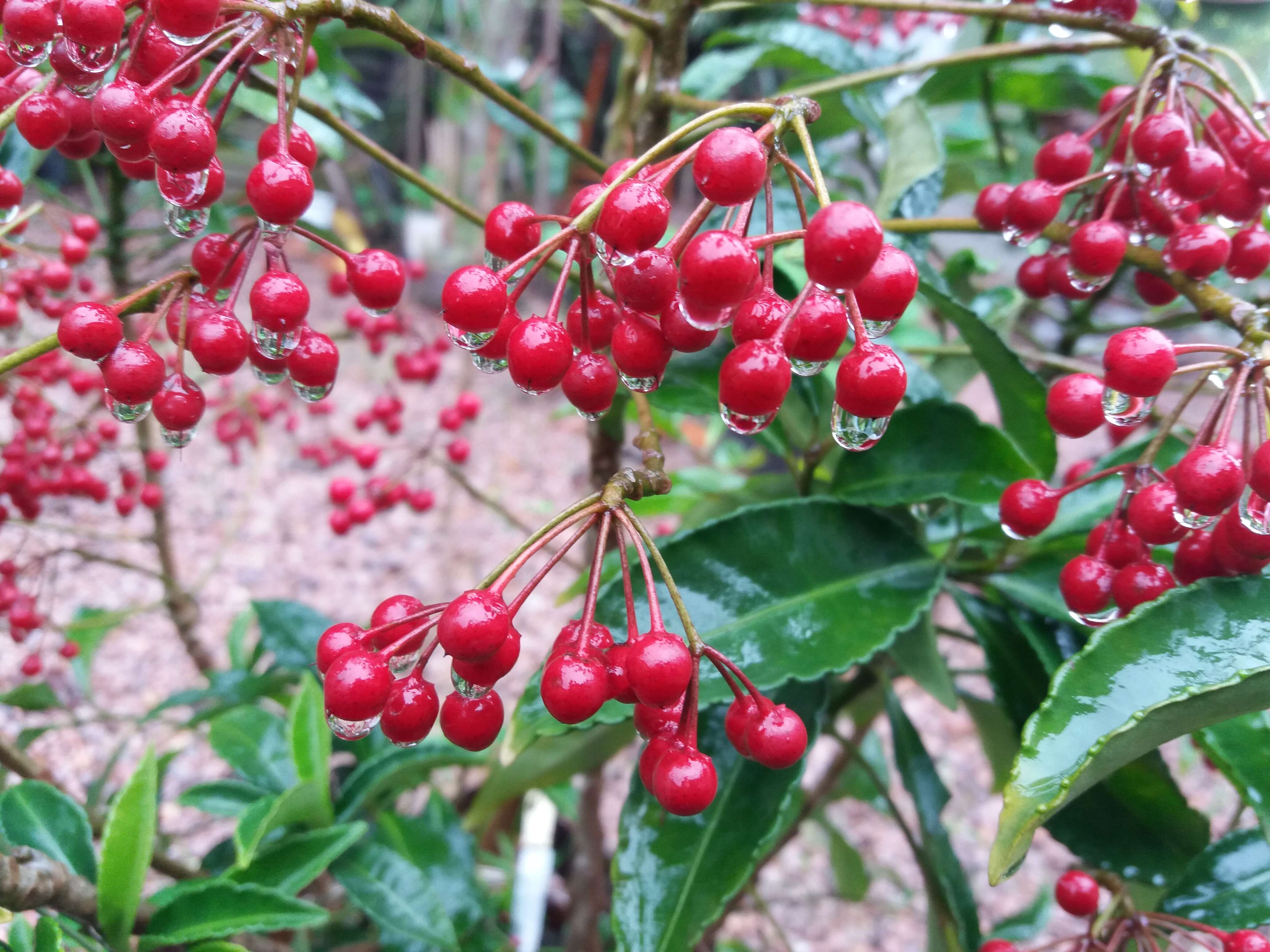 Plancia ëd Ardisia crenata Sims