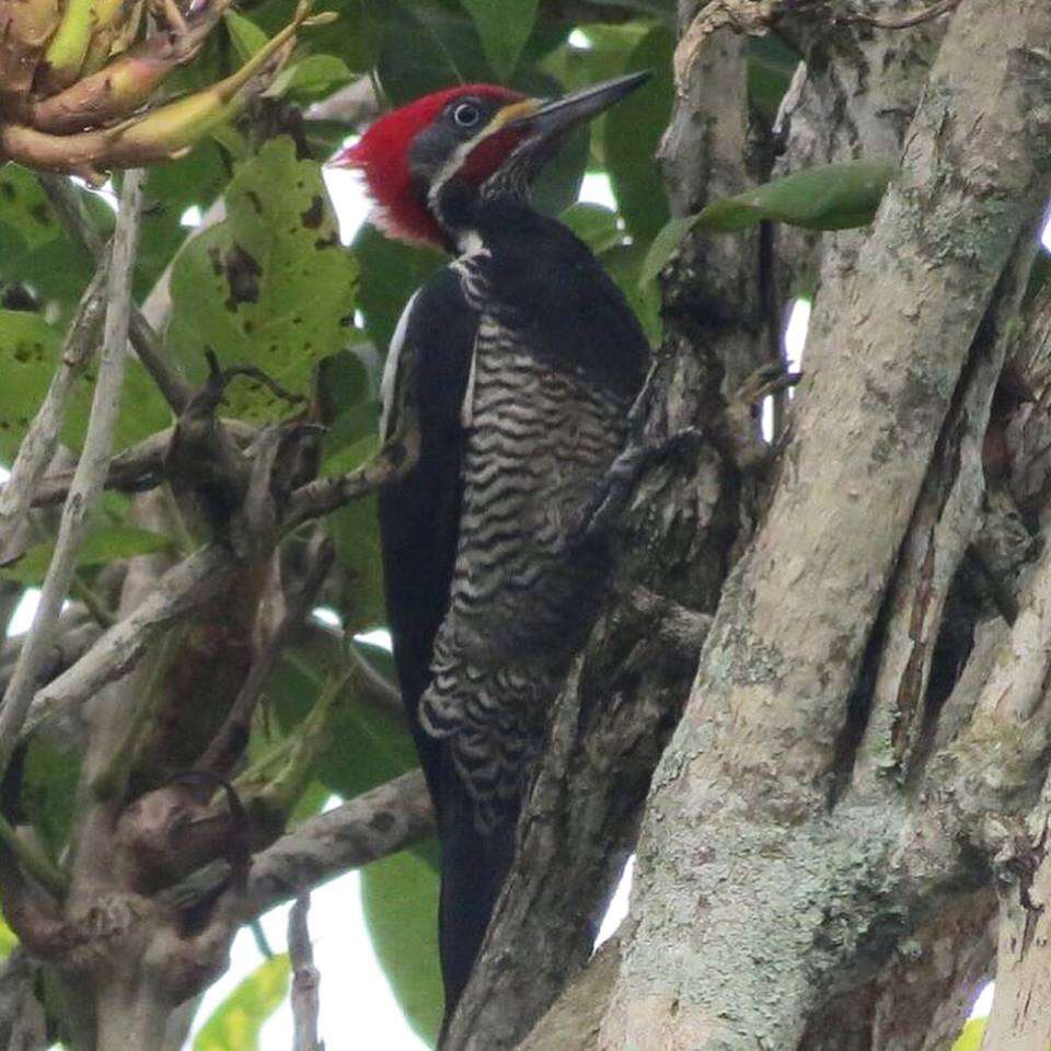 Imagem de Pica-pau-de-banda-branca