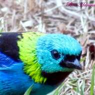 Image of Green-headed Tanager