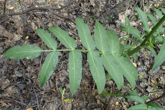 Image of greater water-parsnip