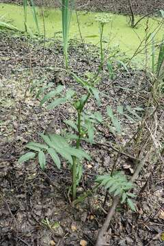 Слика од Sium latifolium L.