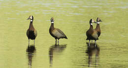 Image of White-faced Whistling Duck