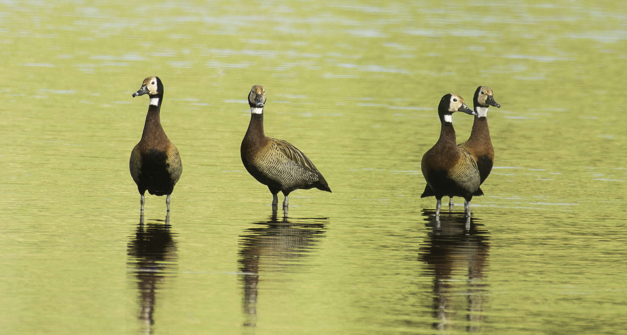 Image of White-faced Whistling Duck