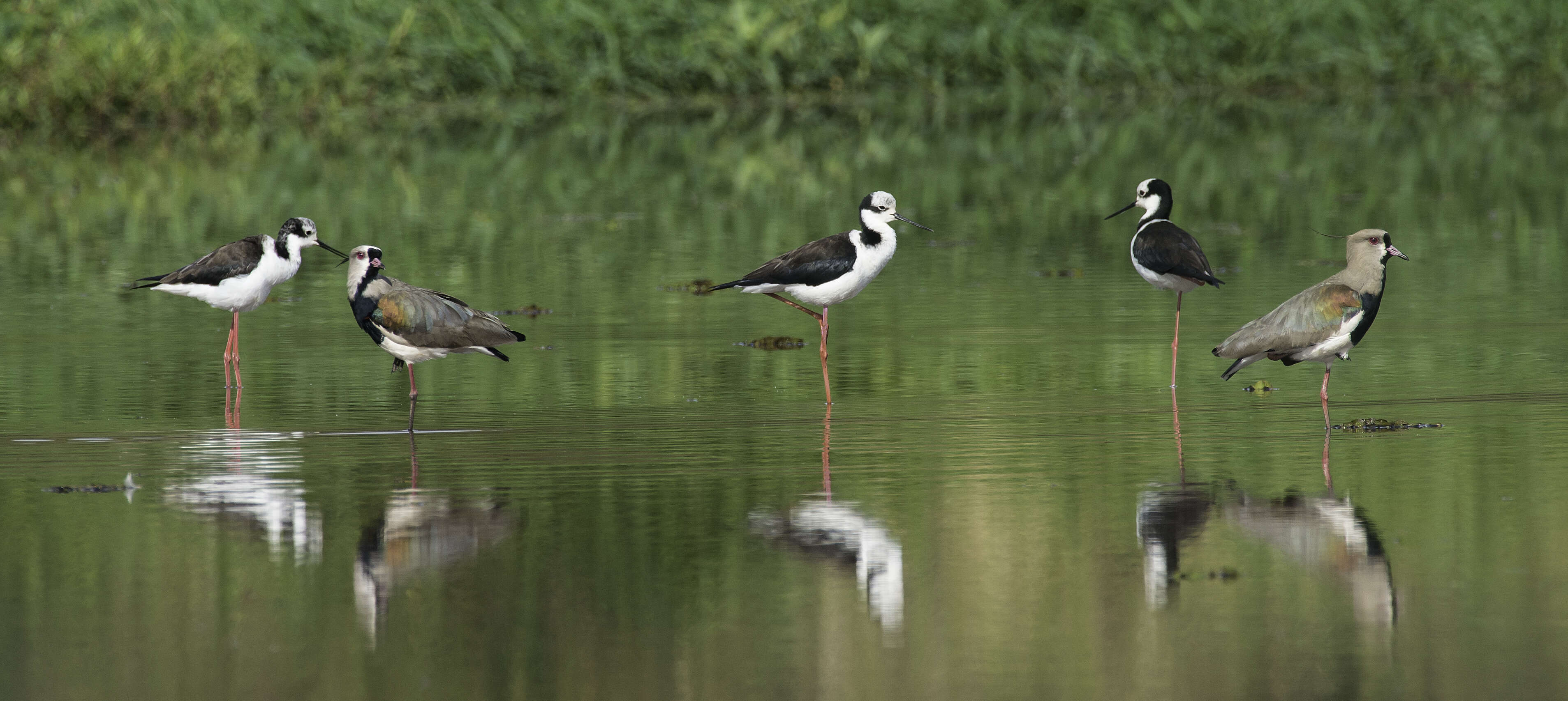 Image of White-backed Stilt