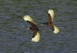 Image of Wattled Jacana