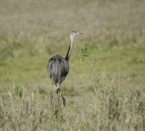 Image of Common Rhea