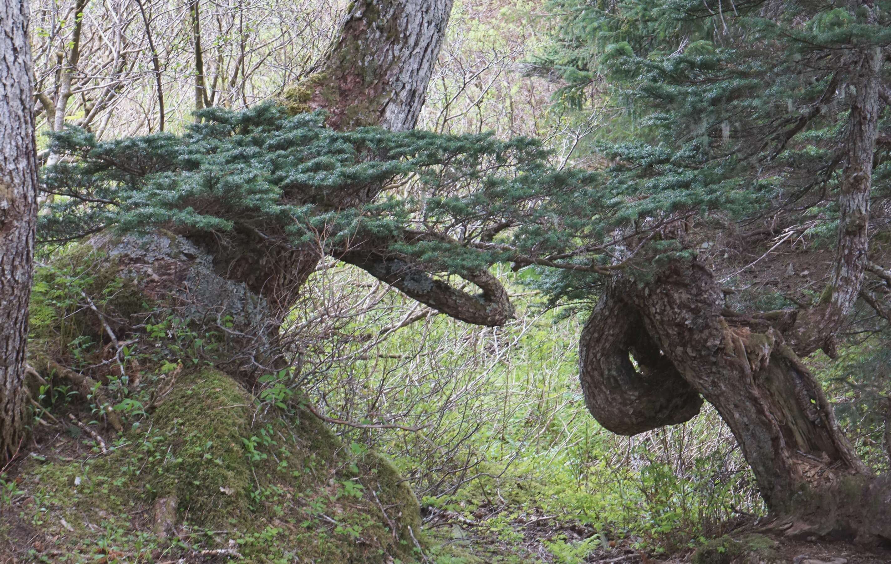 Image of Mountain Hemlock