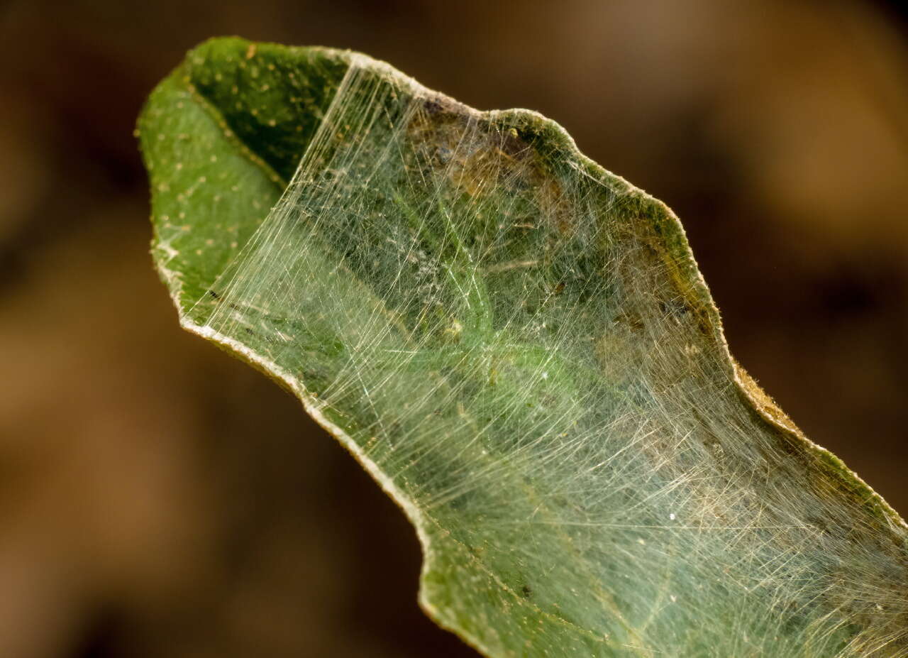 Image de Araneus praesignis (L. Koch 1872)