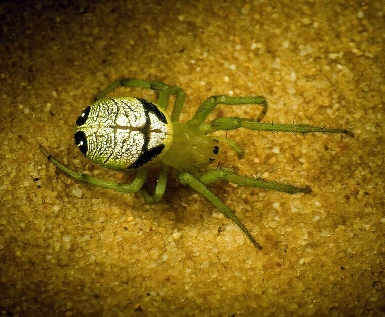 Image de Araneus praesignis (L. Koch 1872)