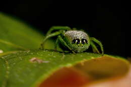 Image de Araneus praesignis (L. Koch 1872)