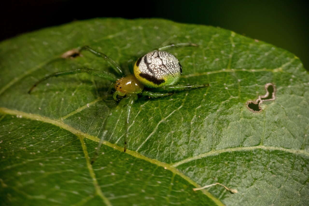 Image de Araneus praesignis (L. Koch 1872)