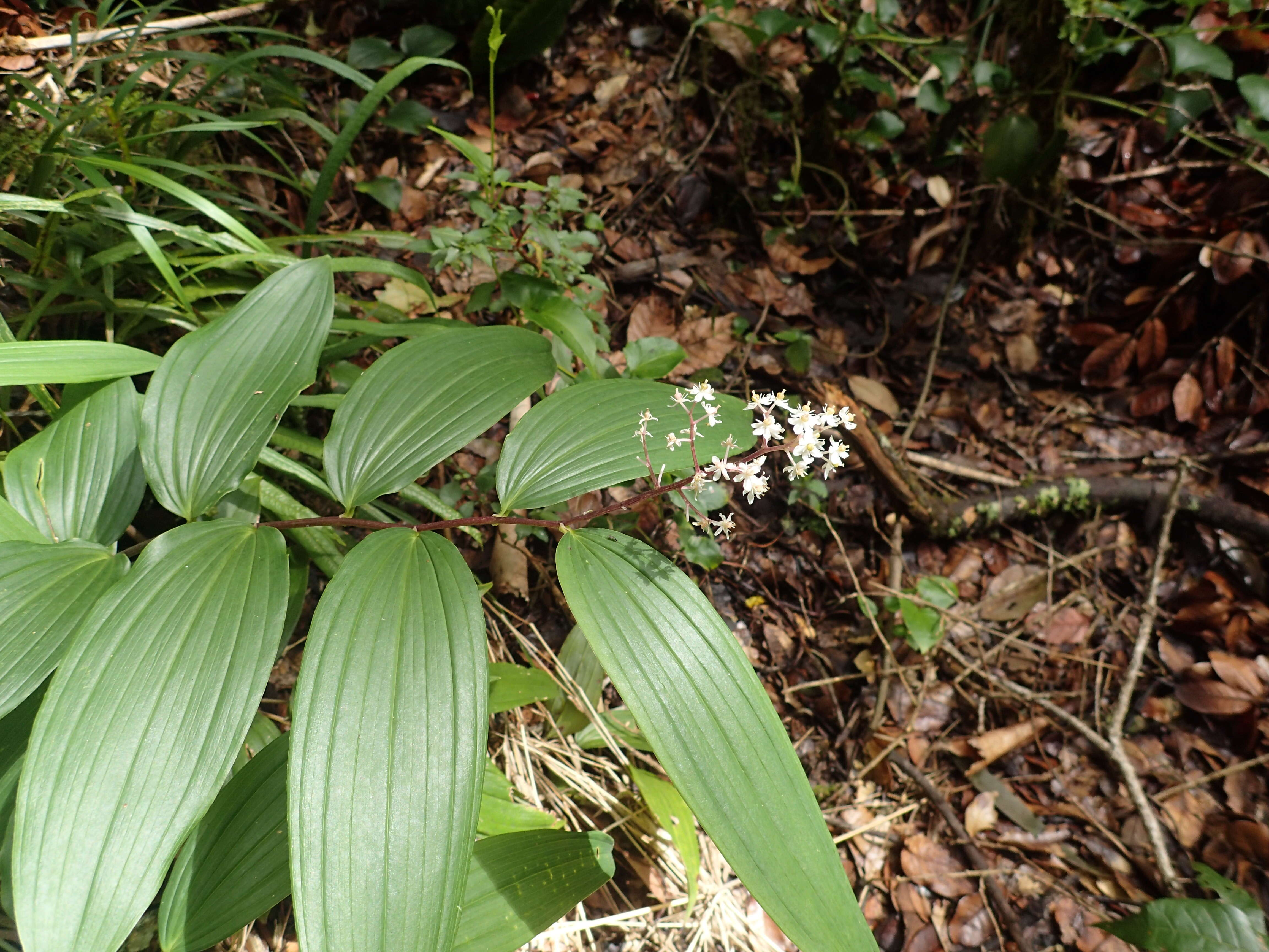 Image de Maianthemum paniculatum (M. Martens & Galeotti) La Frankie