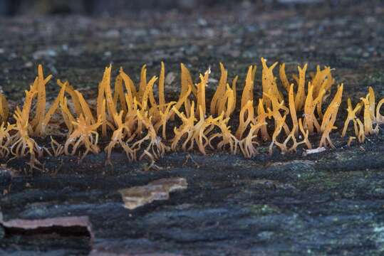 Image of Calocera cornea (Batsch) Fr. 1827