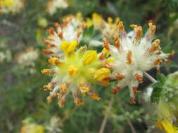 Слика од Anthyllis vulneraria L.